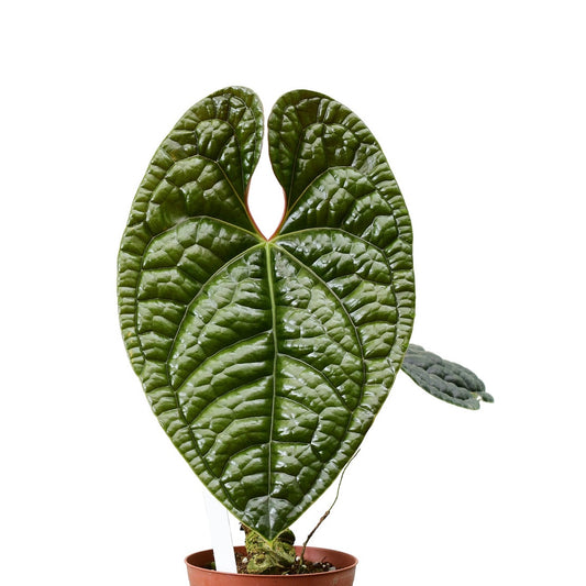 Anthurium Luxurians