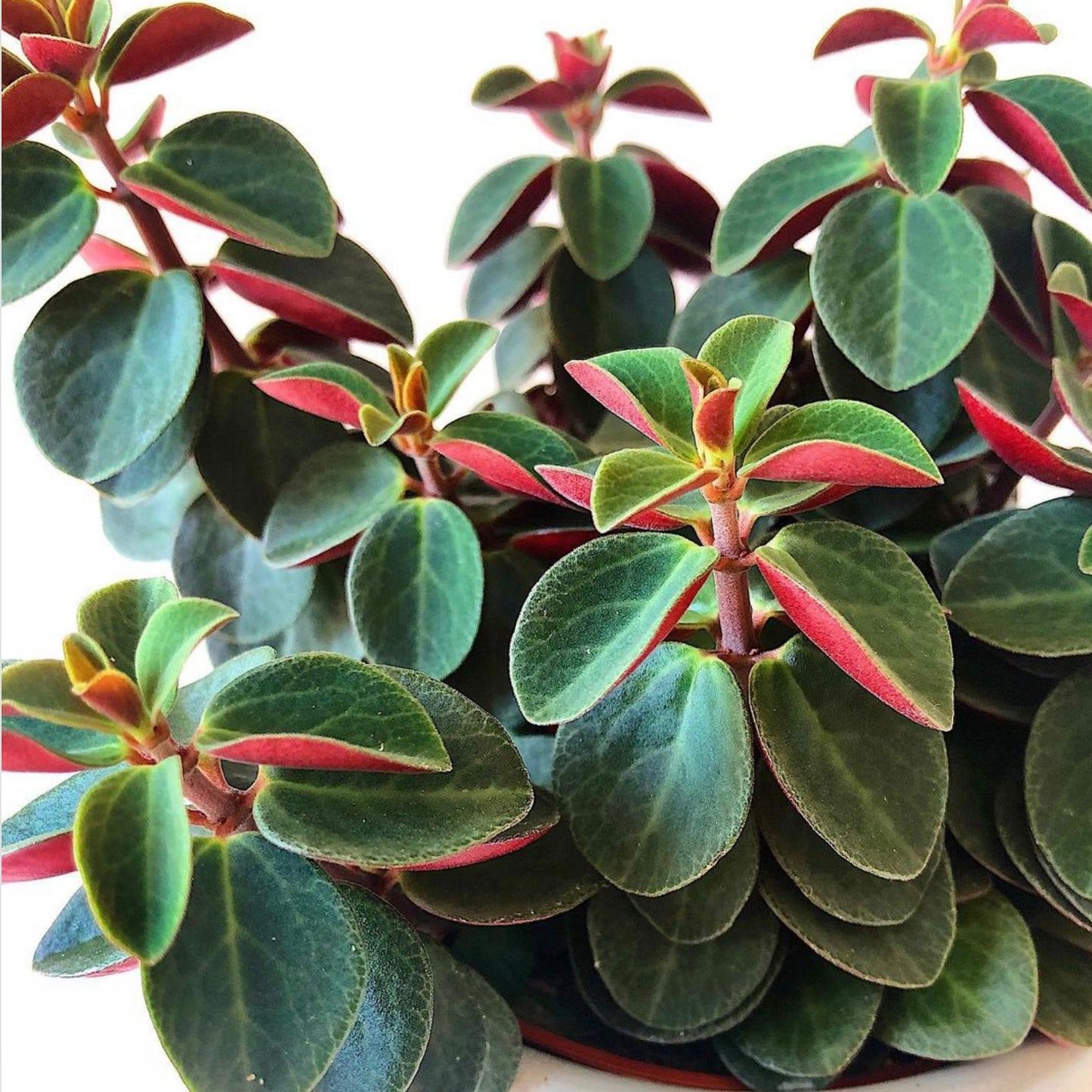 Peperomia Verticillata