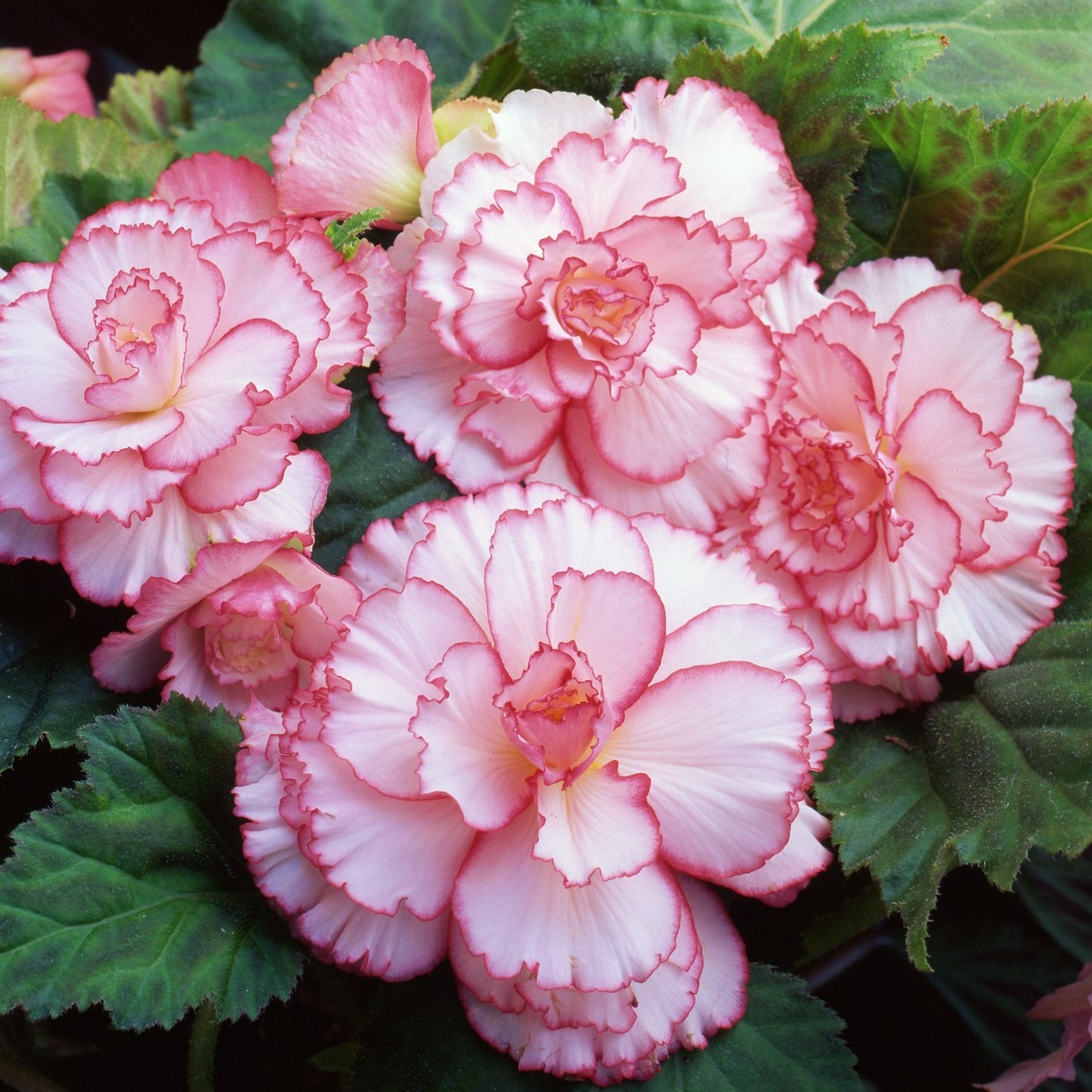 Begonia Picotee White-Pink