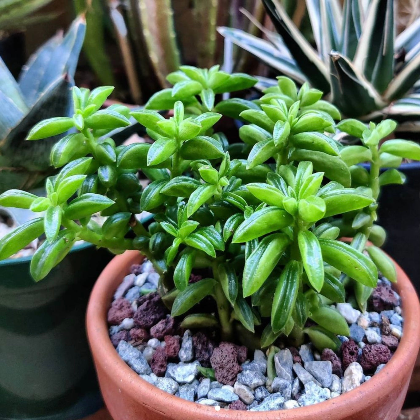 Peperomia Axillaris