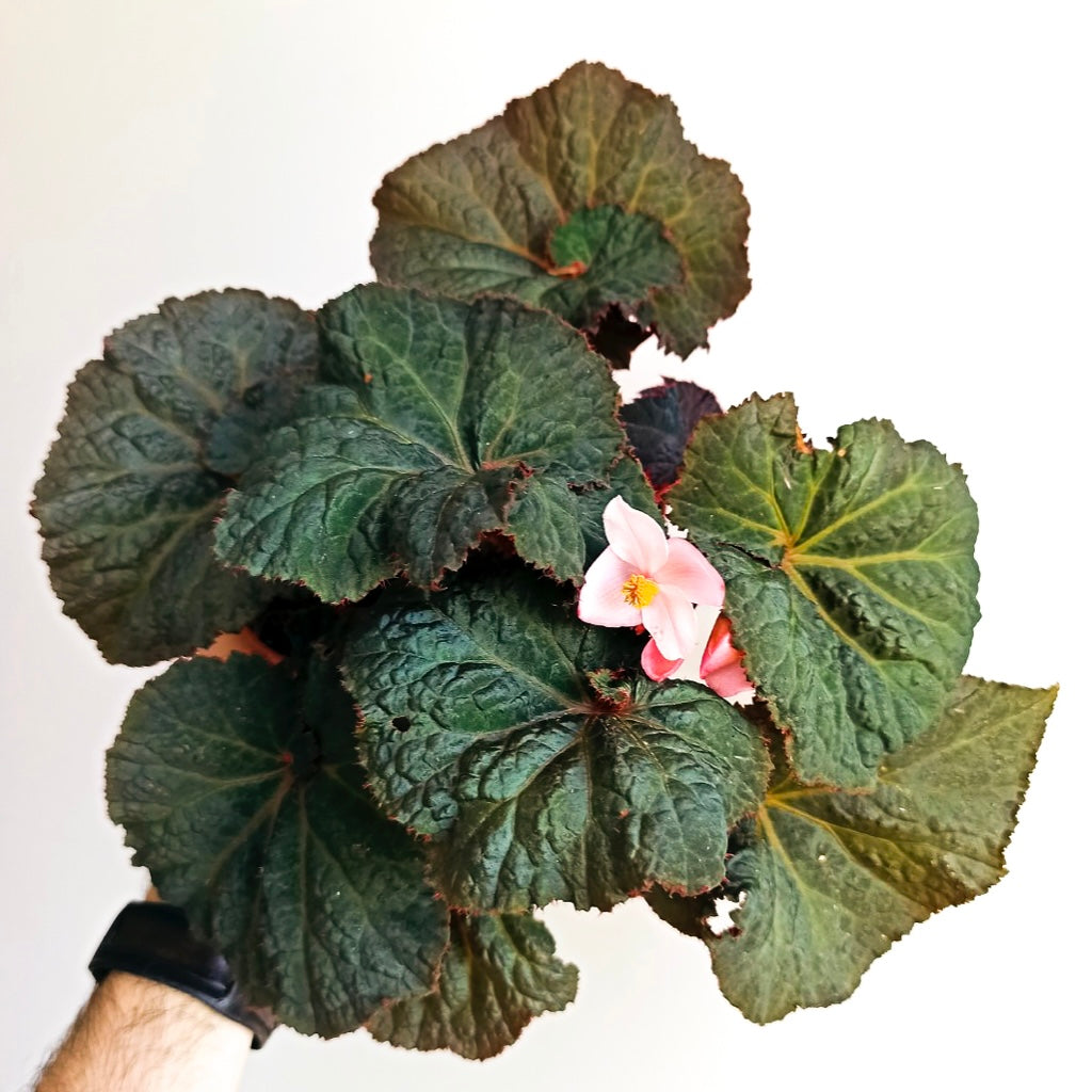 Begonia Midnight Magic