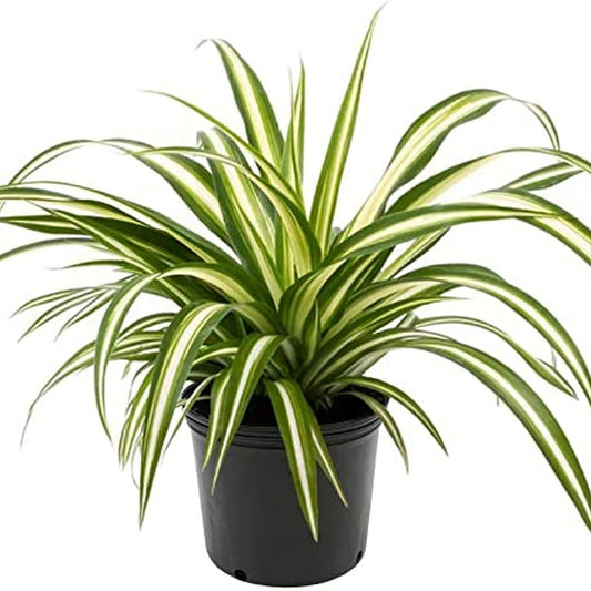 Vittatum Spider Plant