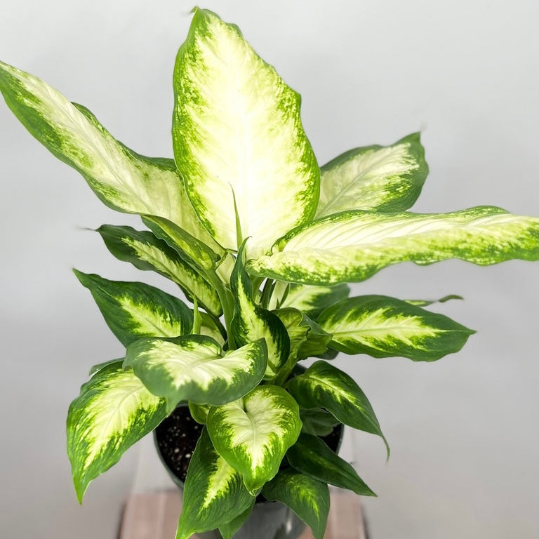 Dieffenbachia Rebecca