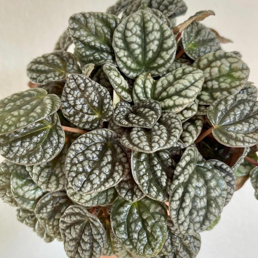 Peperomia Griseo - Argentea