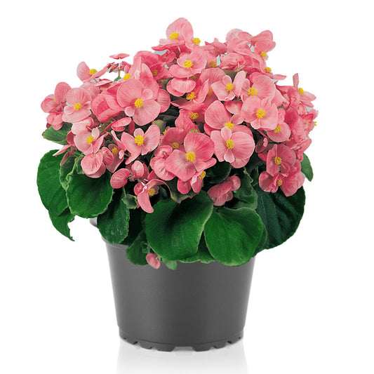 Begonia Olympia Pink