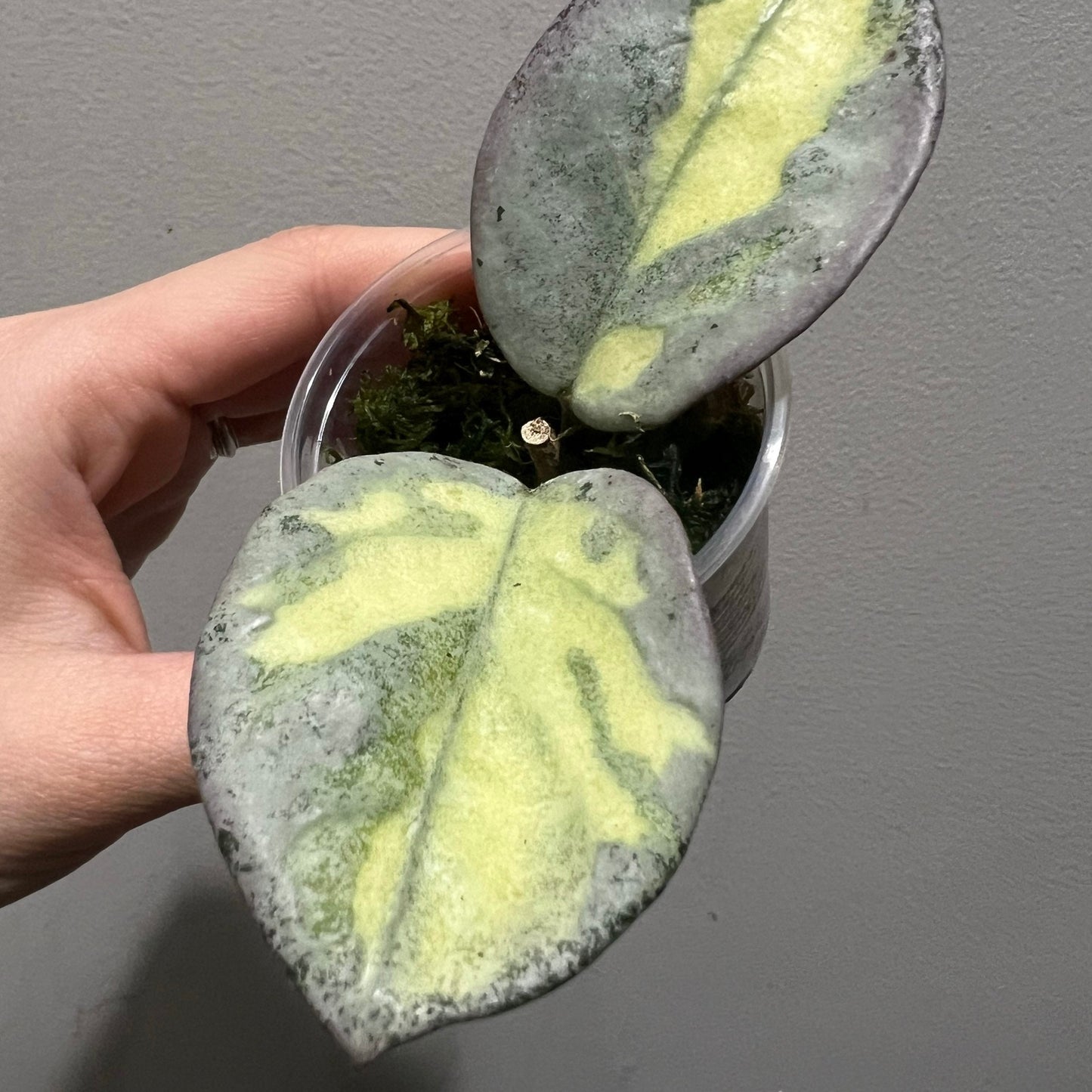 Hoya Carnosa Argentea Princess