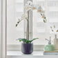 Glass Grooved Plant Pot