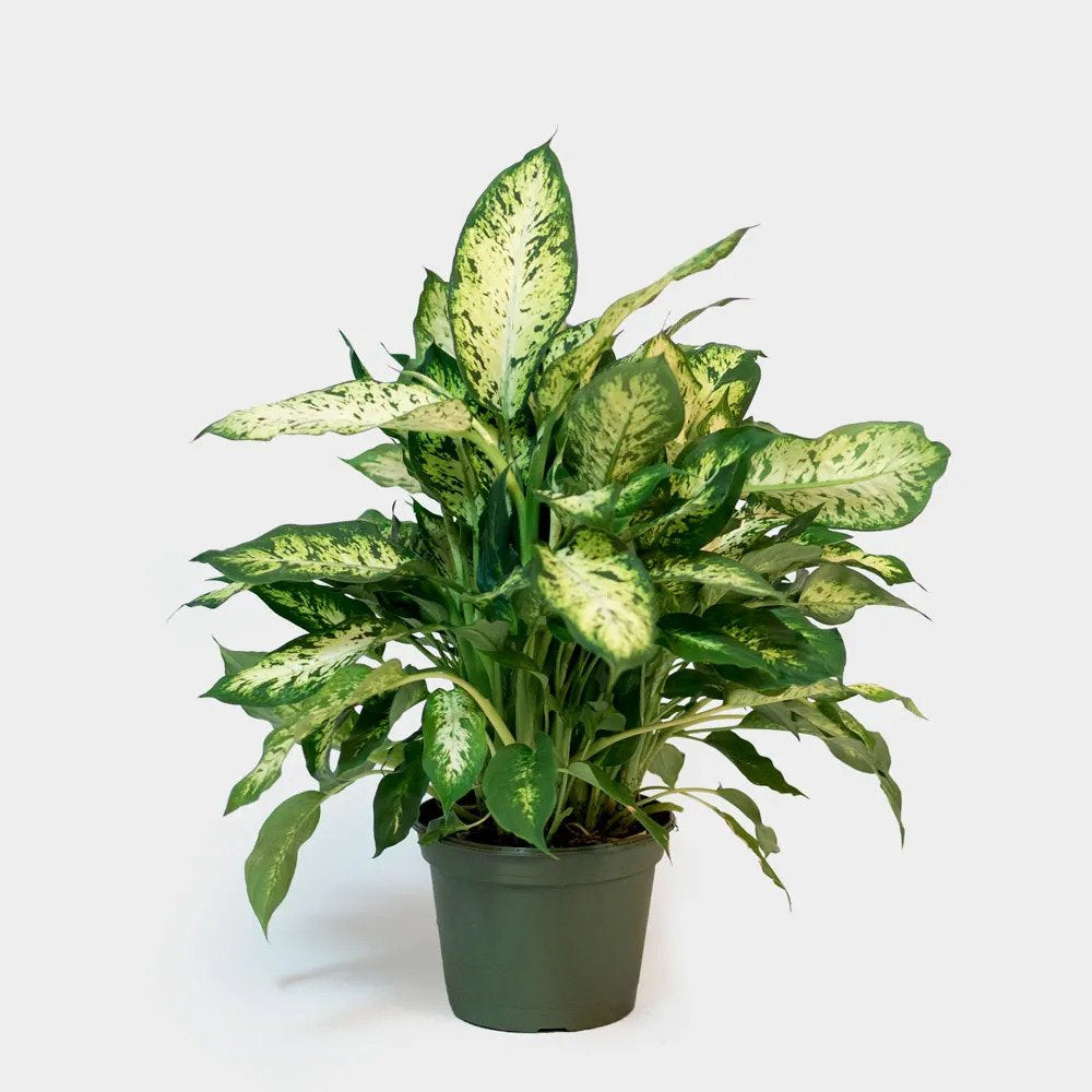 Dieffenbachia Compacta