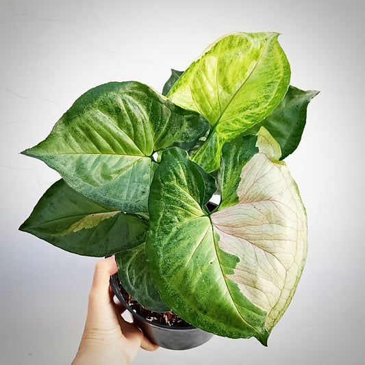 Syngonium Variegated T24