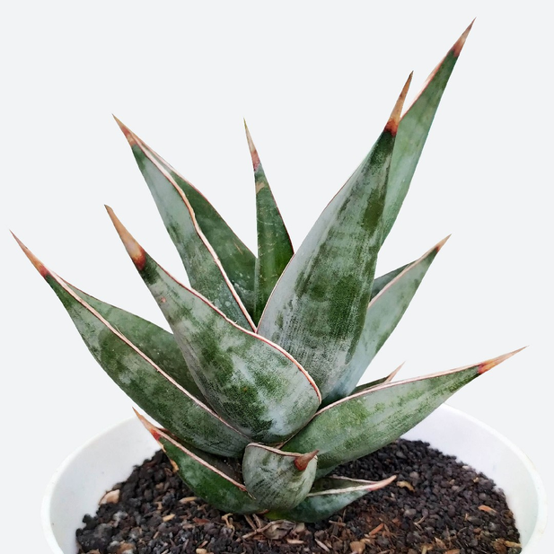 Sansevieria Senegambica