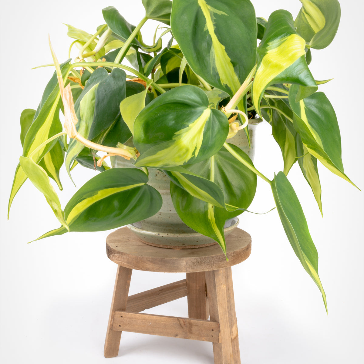 Philodendron Brazil