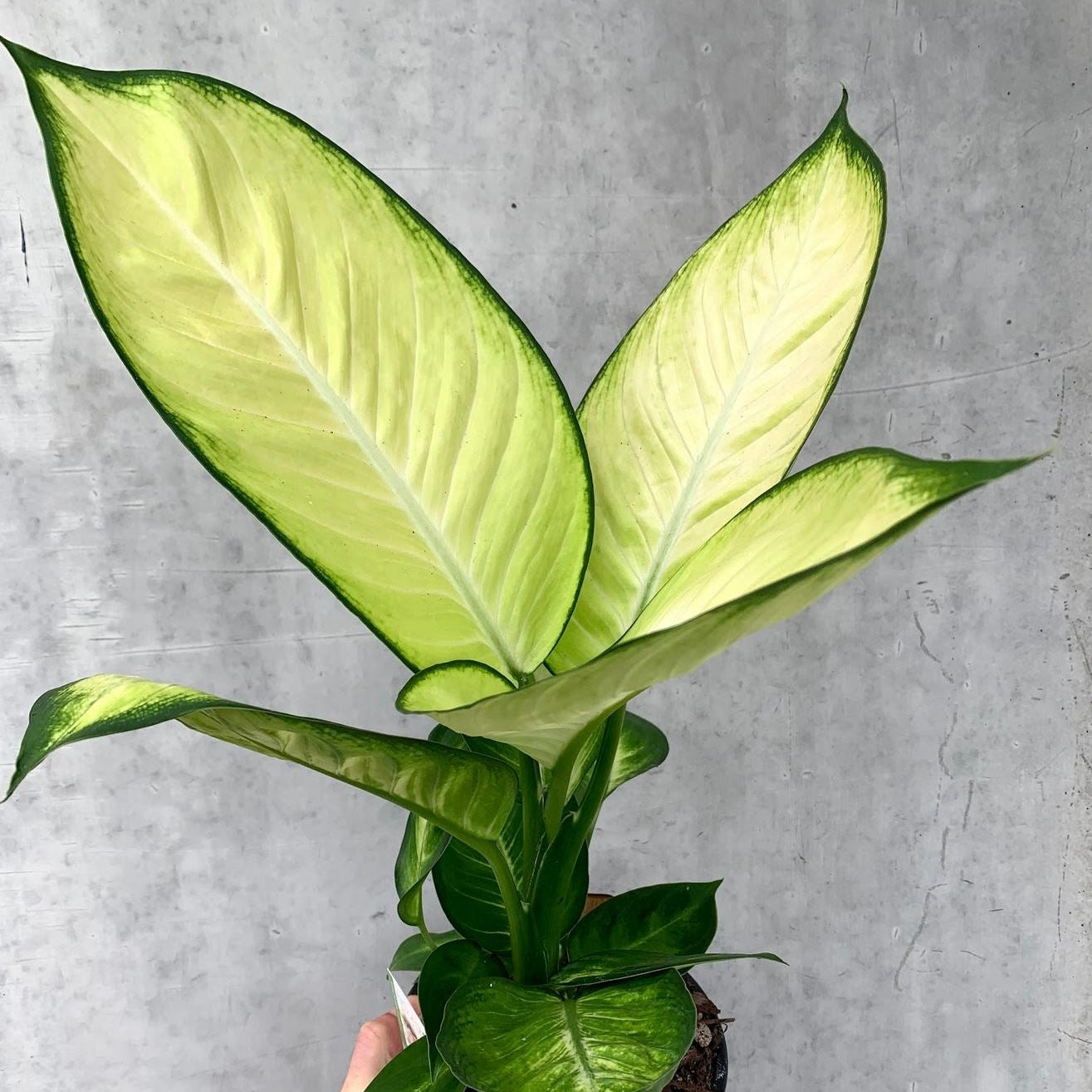 Dieffenbachia Tropic Marianne