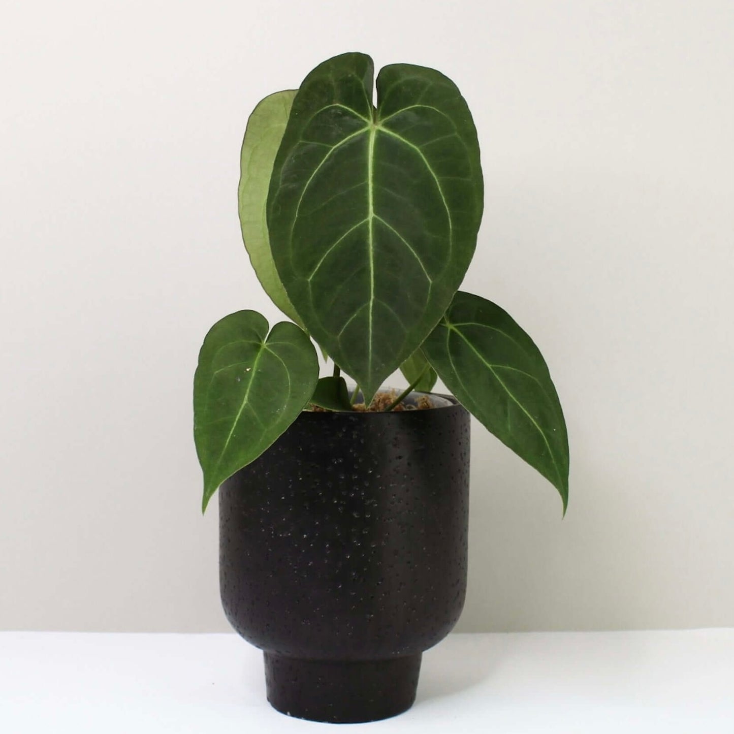 Anthurium Ace of Spade