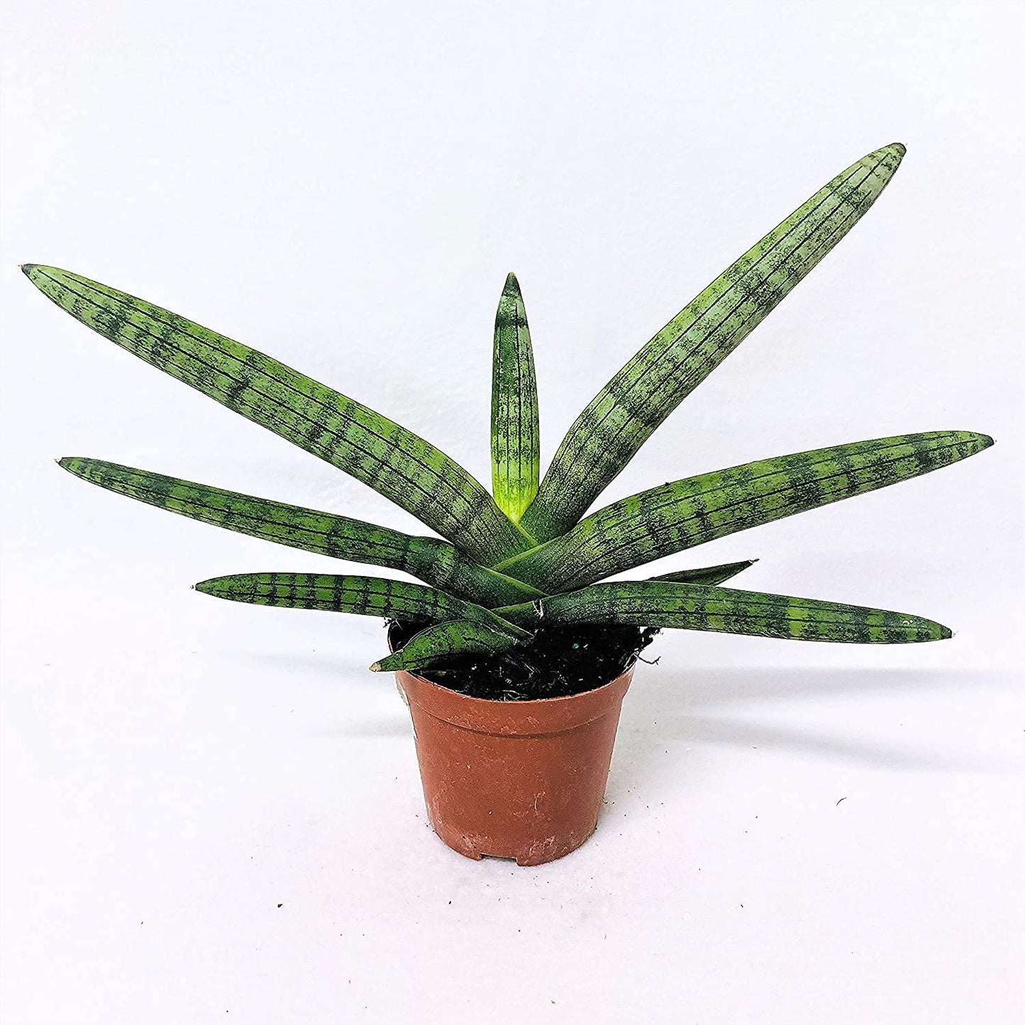 Sansevieria Cylindrica - Boncel