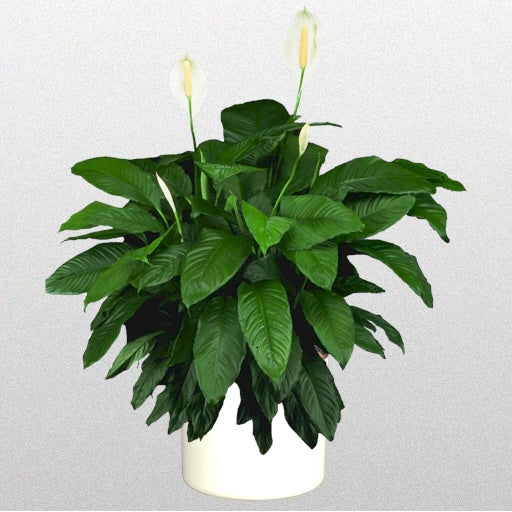 Mauna Loa Supreme Peace Lily