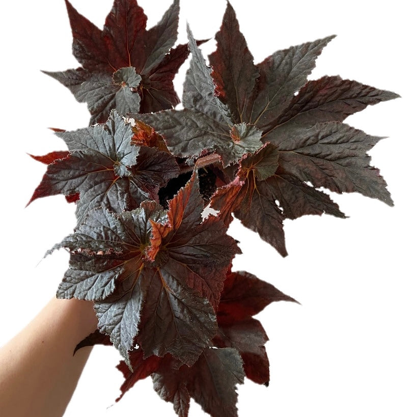 Begonia Black Taffeta